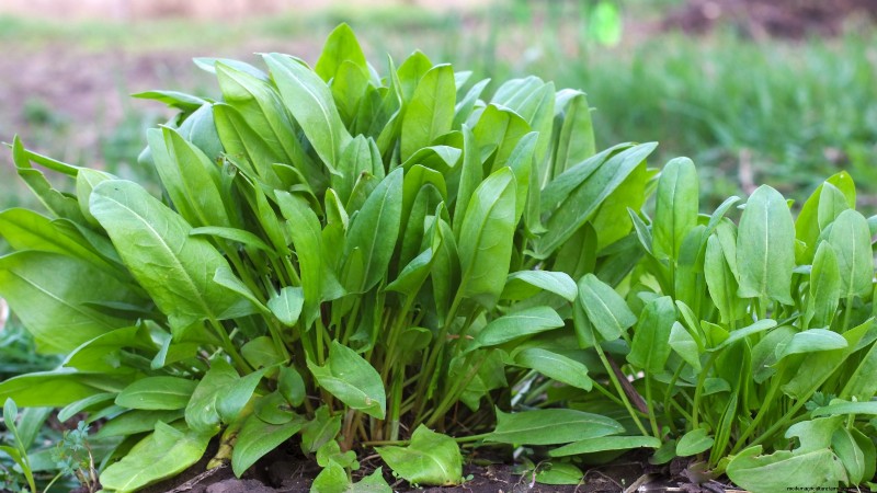 37 Best Perennial Herbs for a Thriving Garden