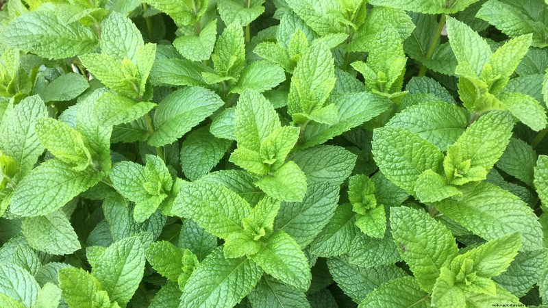 37 Best Perennial Herbs for a Thriving Garden