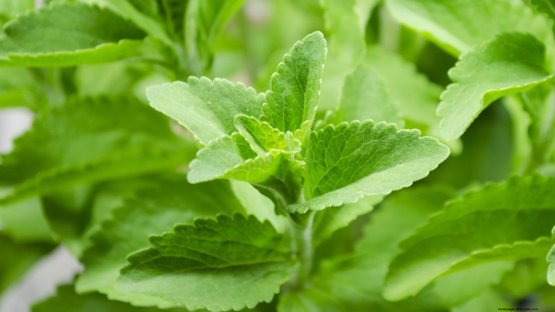 37 Best Perennial Herbs for a Thriving Garden
