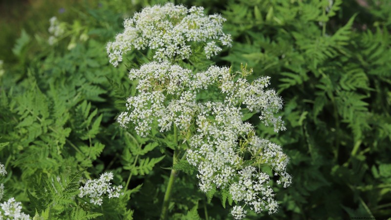37 Best Perennial Herbs for a Thriving Garden