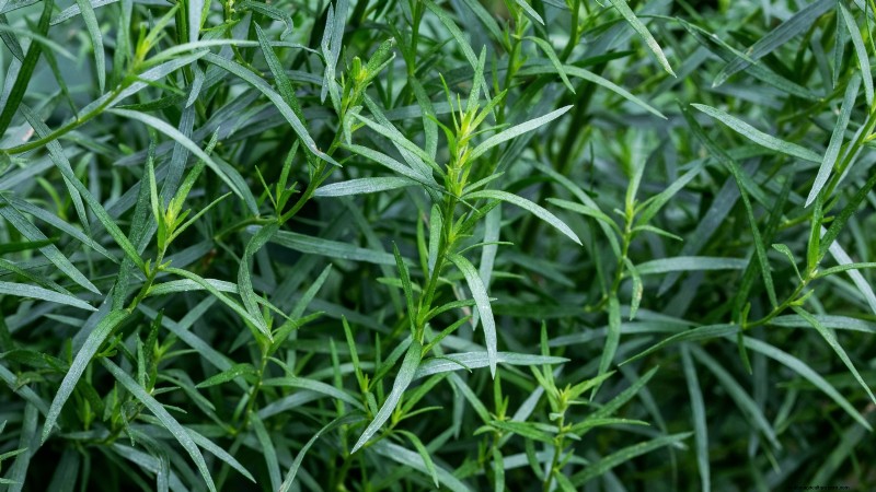 37 Best Perennial Herbs for a Thriving Garden