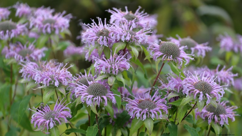 37 Best Perennial Herbs for a Thriving Garden