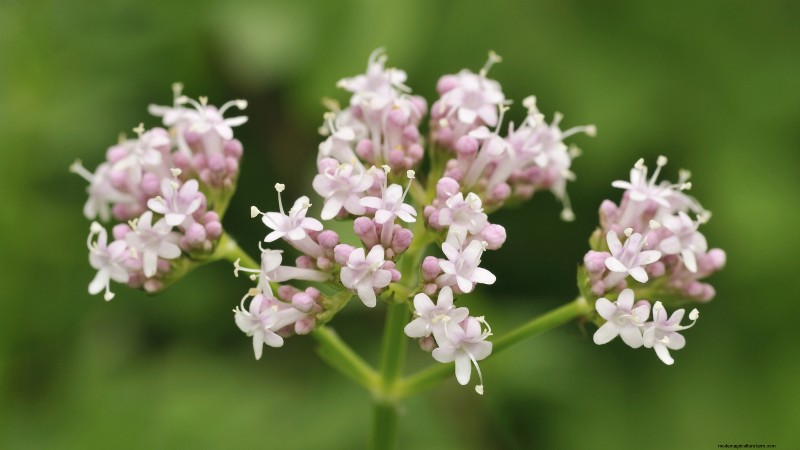 37 Best Perennial Herbs for a Thriving Garden