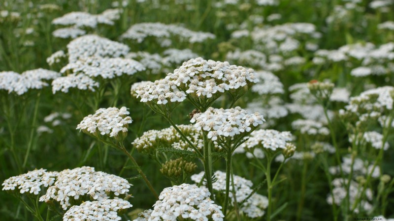 37 Best Perennial Herbs for a Thriving Garden