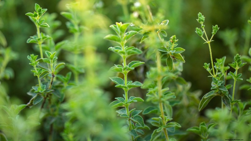37 Best Perennial Herbs for a Thriving Garden