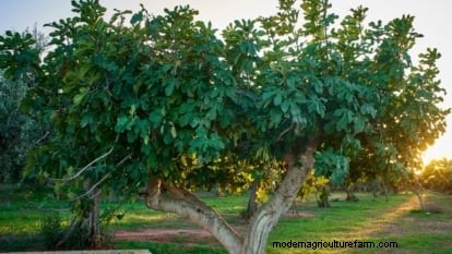 Grow Delicious Fig Trees: A Complete Guide for Beginners
