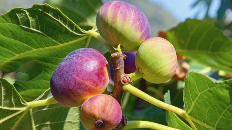 Grow Delicious Fig Trees: A Complete Guide for Beginners