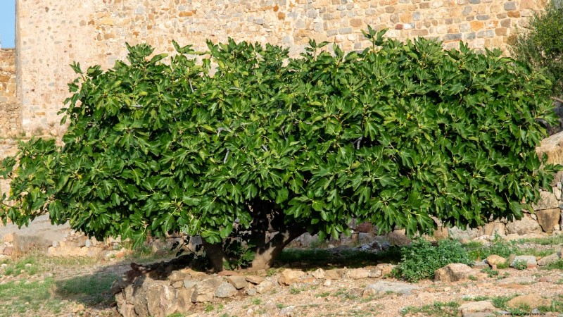 Grow Delicious Fig Trees: A Complete Guide for Beginners