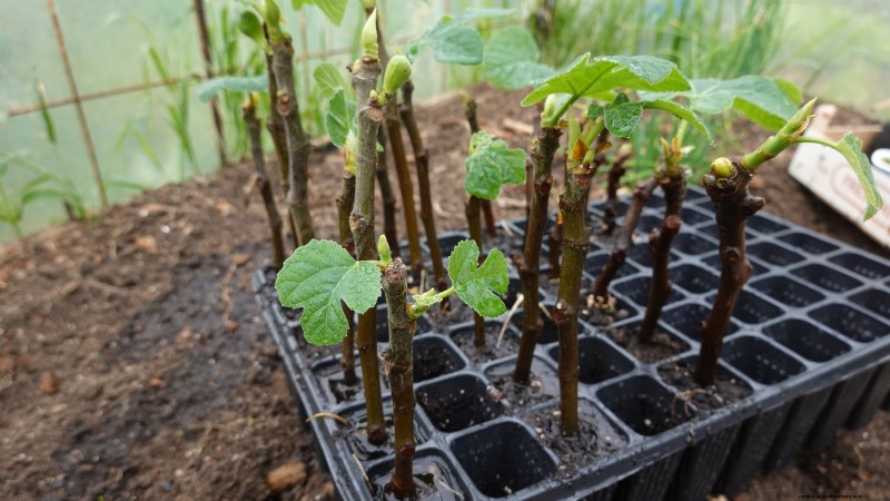 Grow Delicious Fig Trees: A Complete Guide for Beginners