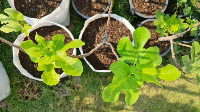 Grow Delicious Fig Trees: A Complete Guide for Beginners