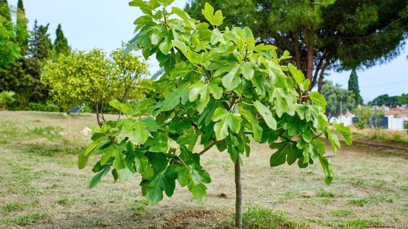 Grow Delicious Fig Trees: A Complete Guide for Beginners
