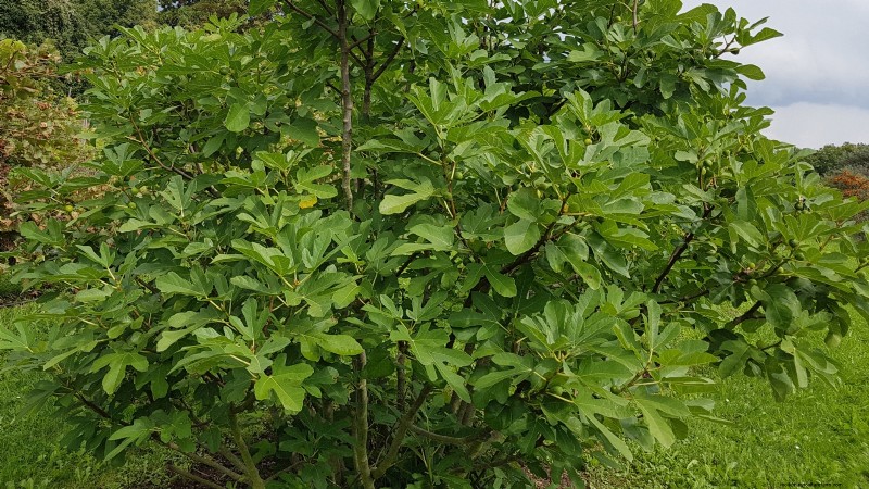 Grow Delicious Fig Trees: A Complete Guide for Beginners