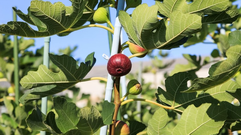 Grow Delicious Fig Trees: A Complete Guide for Beginners