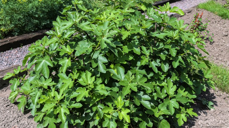 Grow Delicious Fig Trees: A Complete Guide for Beginners