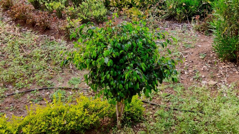 Grow Delicious Fig Trees: A Complete Guide for Beginners