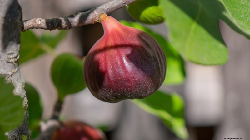 Grow Delicious Fig Trees: A Complete Guide for Beginners