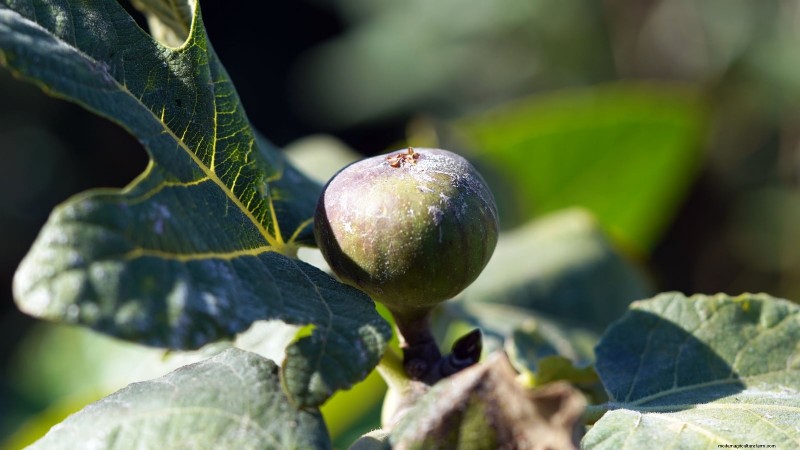 Grow Delicious Fig Trees: A Complete Guide for Beginners