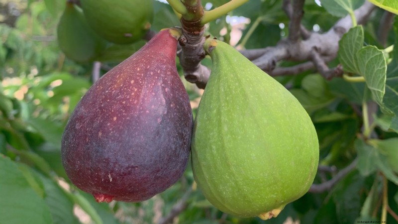 Grow Delicious Fig Trees: A Complete Guide for Beginners
