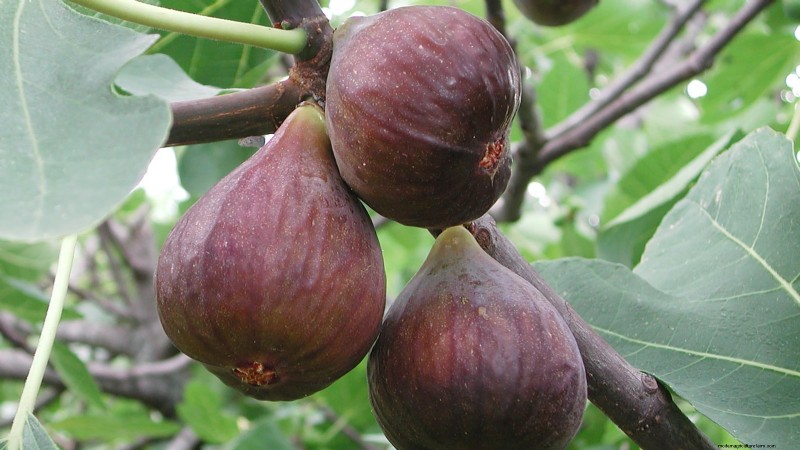 Grow Delicious Fig Trees: A Complete Guide for Beginners