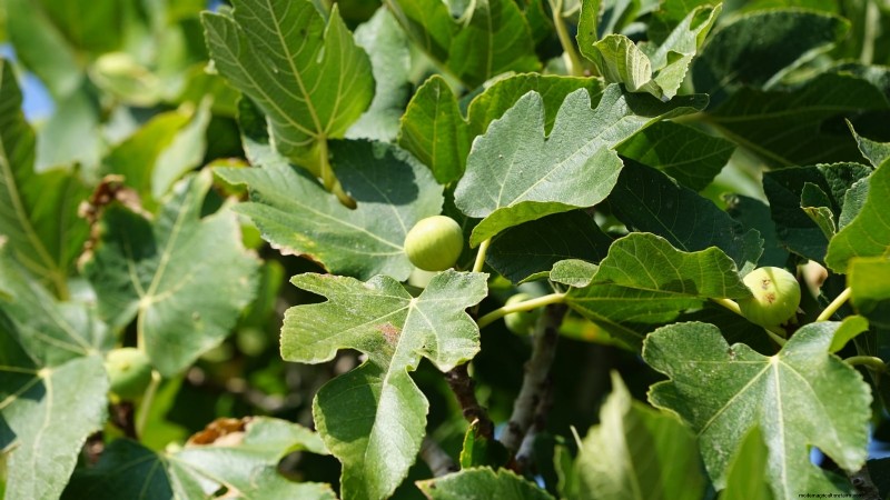 Grow Delicious Fig Trees: A Complete Guide for Beginners