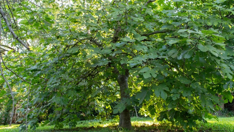 Grow Delicious Fig Trees: A Complete Guide for Beginners