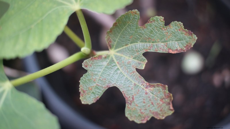 Grow Delicious Fig Trees: A Complete Guide for Beginners