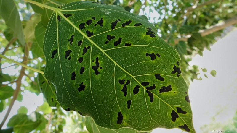 Grow Delicious Fig Trees: A Complete Guide for Beginners