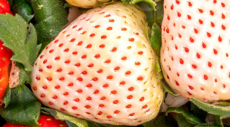 Pineberries: Planting, Growing & Care Guide for Unique Berries