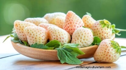 Pineberries: Planting, Growing & Care Guide for Unique Berries