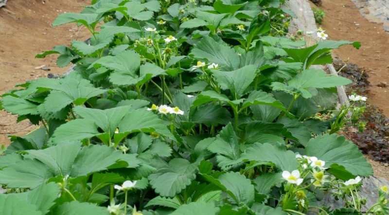 Pineberries: Planting, Growing & Care Guide for Unique Berries