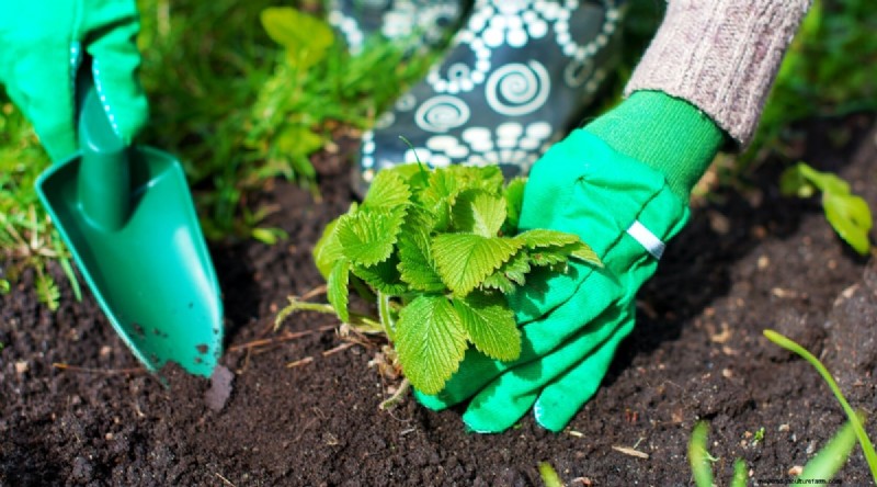 Pineberries: Planting, Growing & Care Guide for Unique Berries