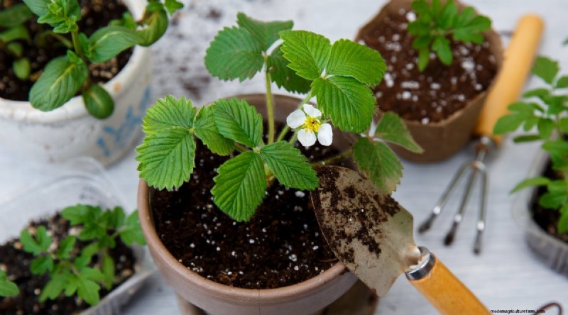 Pineberries: Planting, Growing & Care Guide for Unique Berries