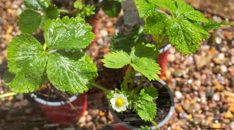 Pineberries: Planting, Growing & Care Guide for Unique Berries