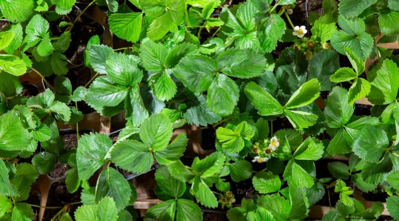Pineberries: Planting, Growing & Care Guide for Unique Berries