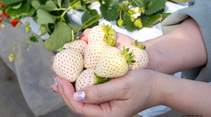 Pineberries: Planting, Growing & Care Guide for Unique Berries