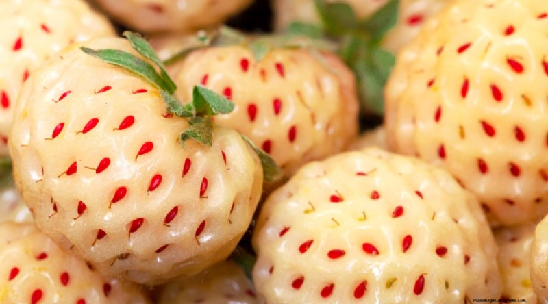 Pineberries: Planting, Growing & Care Guide for Unique Berries