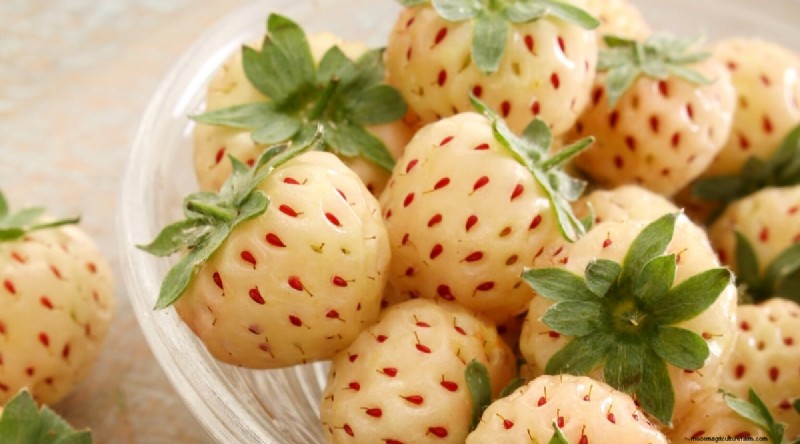 Pineberries: Planting, Growing & Care Guide for Unique Berries