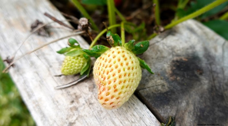 Pineberries: Planting, Growing & Care Guide for Unique Berries