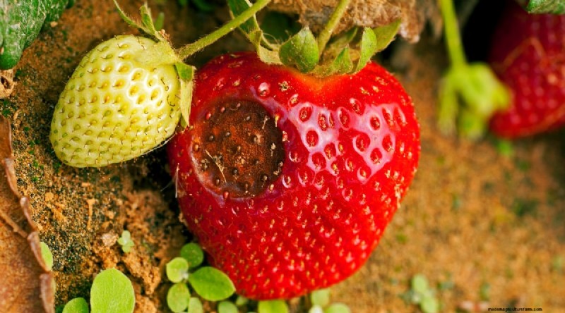 Pineberries: Planting, Growing & Care Guide for Unique Berries