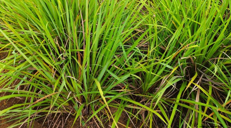 Grow Lemongrass from Seed: A Complete Guide for Gardeners