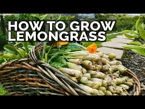 Grow Lemongrass from Seed: A Complete Guide for Gardeners