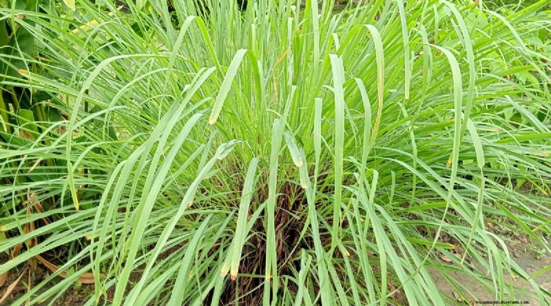 Grow Lemongrass from Seed: A Complete Guide for Gardeners
