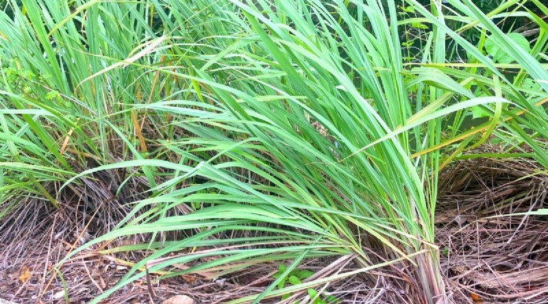 Grow Lemongrass from Seed: A Complete Guide for Gardeners