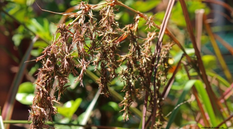Grow Lemongrass from Seed: A Complete Guide for Gardeners