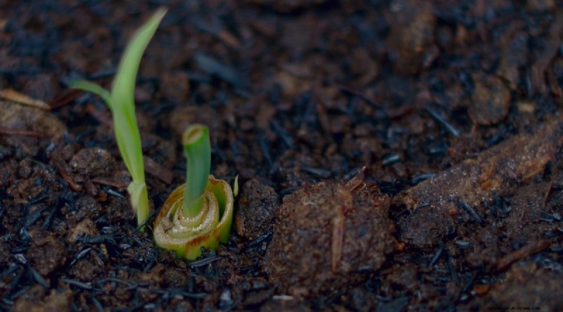 Grow Lemongrass from Seed: A Complete Guide for Gardeners