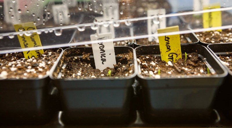 Grow Lemongrass from Seed: A Complete Guide for Gardeners