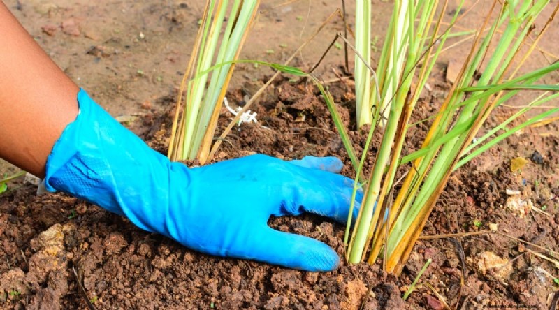Grow Lemongrass from Seed: A Complete Guide for Gardeners