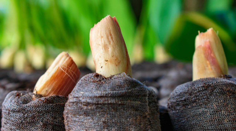 Grow Lemongrass from Seed: A Complete Guide for Gardeners