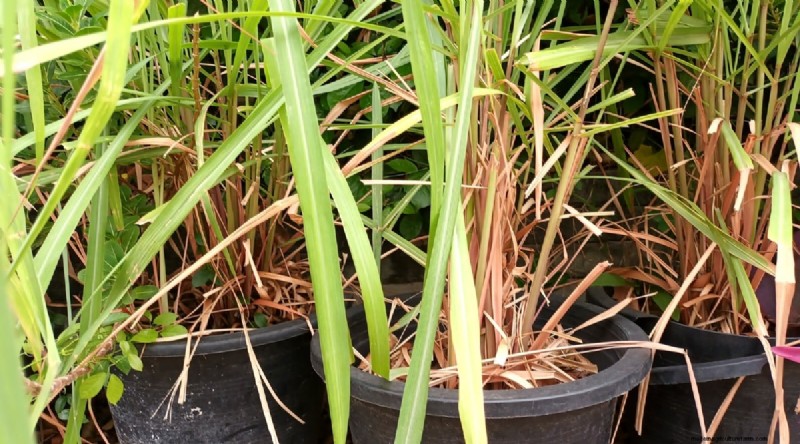 Grow Lemongrass from Seed: A Complete Guide for Gardeners