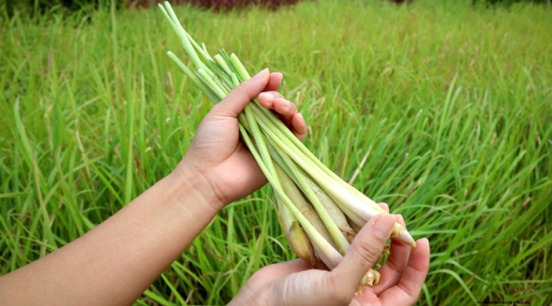 Grow Lemongrass from Seed: A Complete Guide for Gardeners
